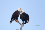 Animals-in-the-Wild;Bald-Eagle;Birds-of-Prey;Eagle;Haliaeetus-leucocephalus;Phot